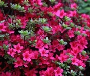 Azalea