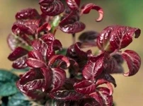 Leucothoe