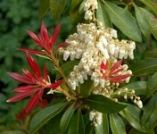 Pieris