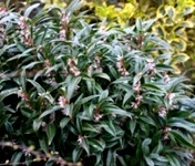 Vaccinium vitis idaea 'Fire Balls'