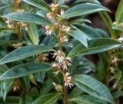 Sarcococca