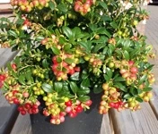 Vaccinium vitis idaea 'Fire Balls'