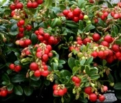 Vaccinium vitis idaea 'Meliro'