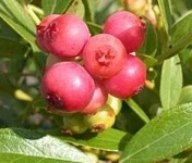 Vaccinium