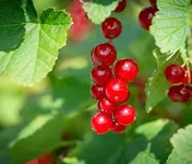 Vaccinium vitis idaea 'Fire Balls'