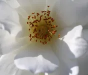 Gardenia